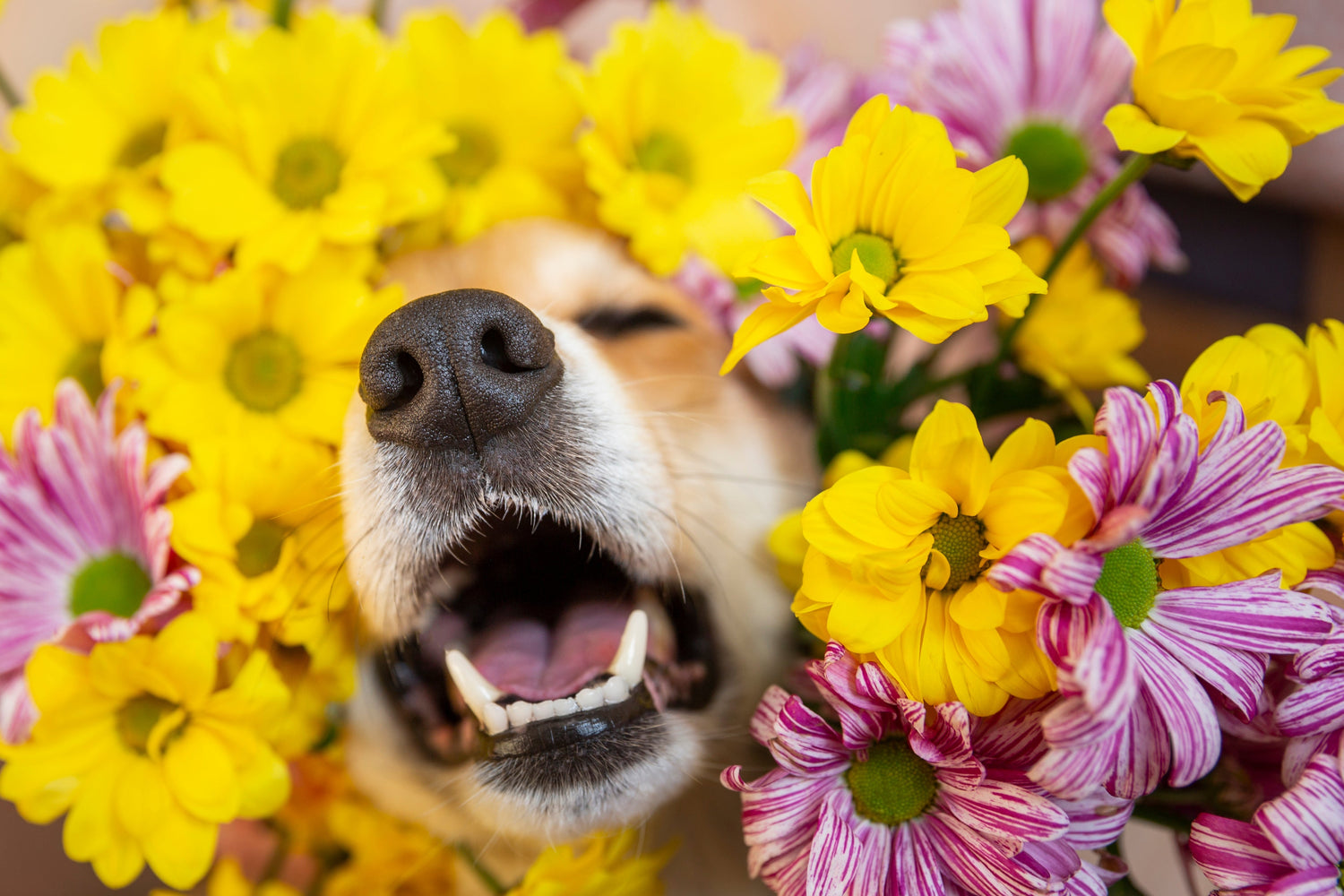 Gastbeitrag von Susanne Seuffert: Gartenblumen – welche Pflanzen eignen sich für Tierbesitzer?