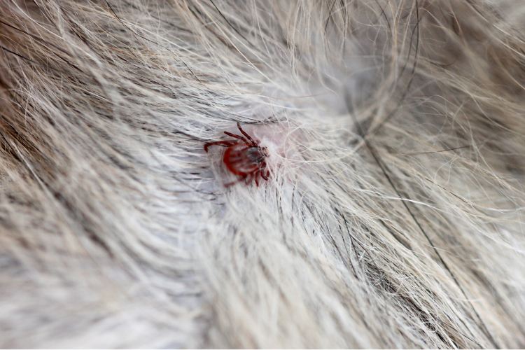 Zeckenschutz für Hunde: Alles, was Du wissen musst – Varianten, Wirksamkeit und Empfehlungen