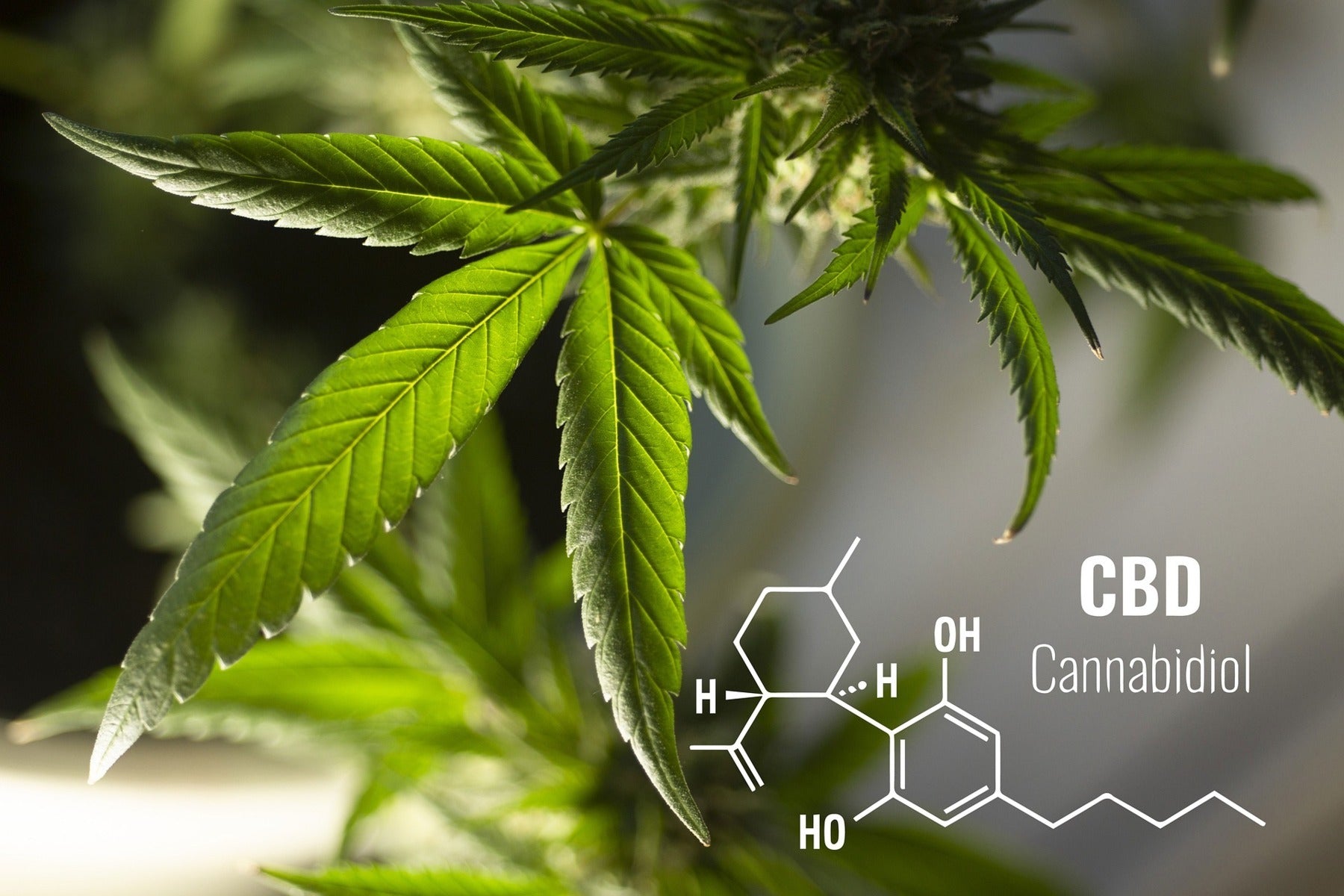 Gastbeitrag von Susanne Seuffert: CBD – ein wertvolles Mittel für Hunde und Katzen