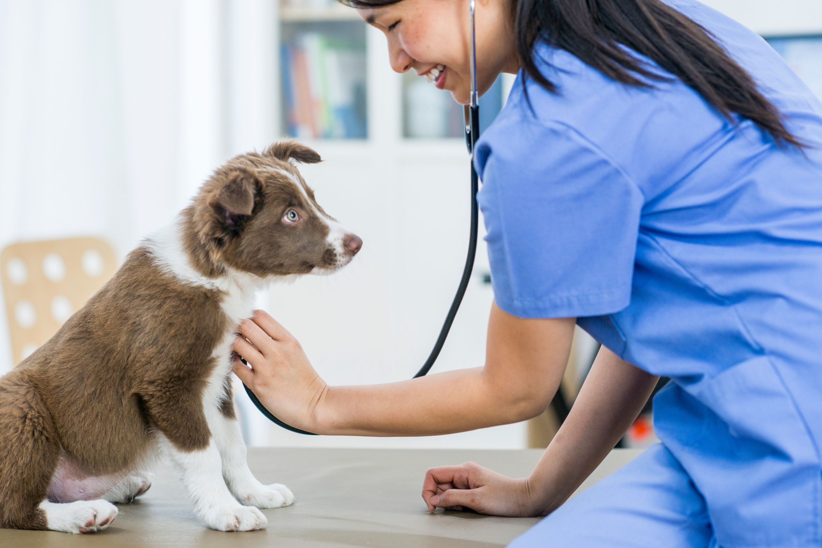 Hundekrankenversicherung: Schutz für Dein Familienmitglied
