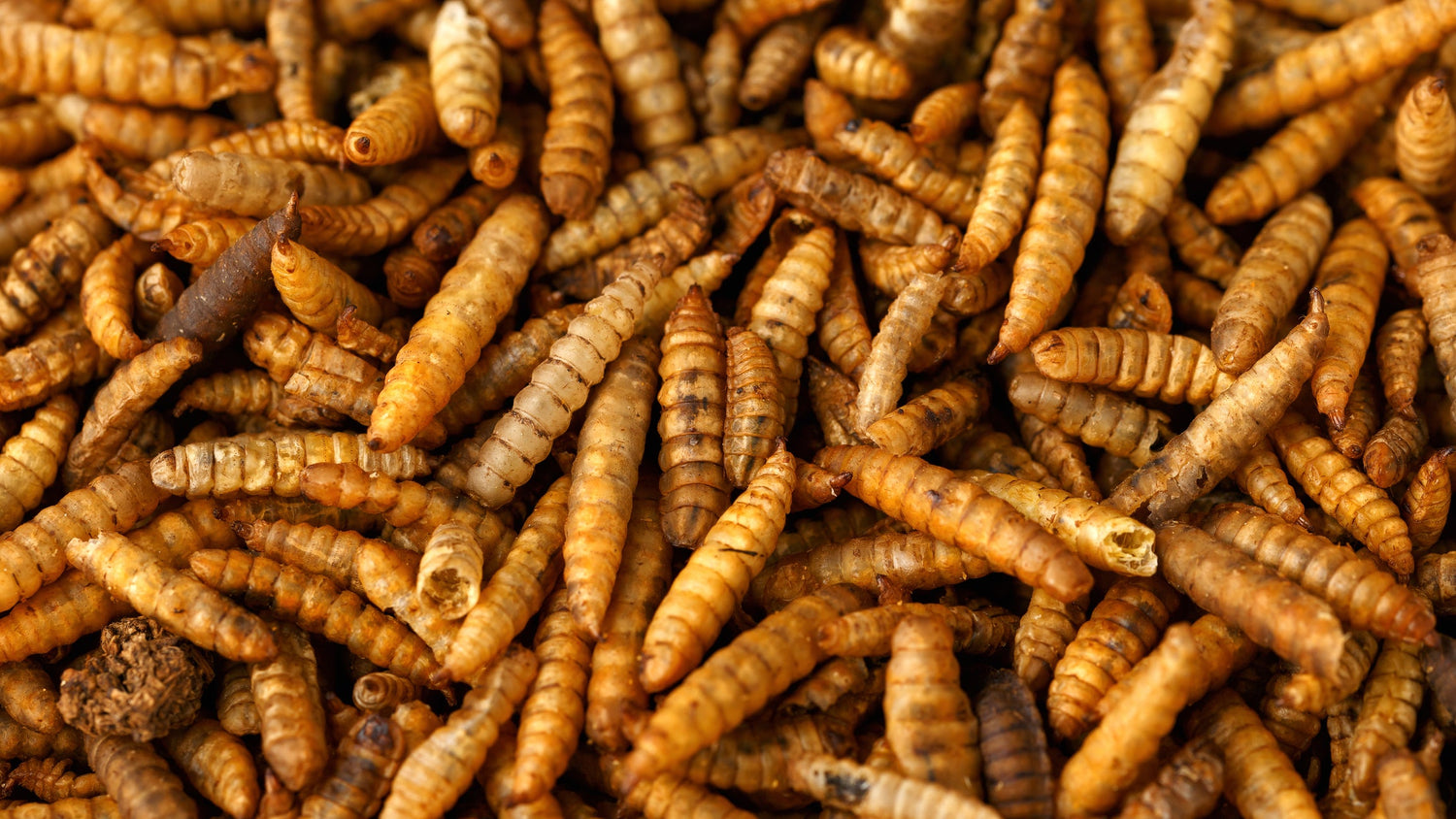Hermetia Illucens Soldatenfliege Insektenprotein