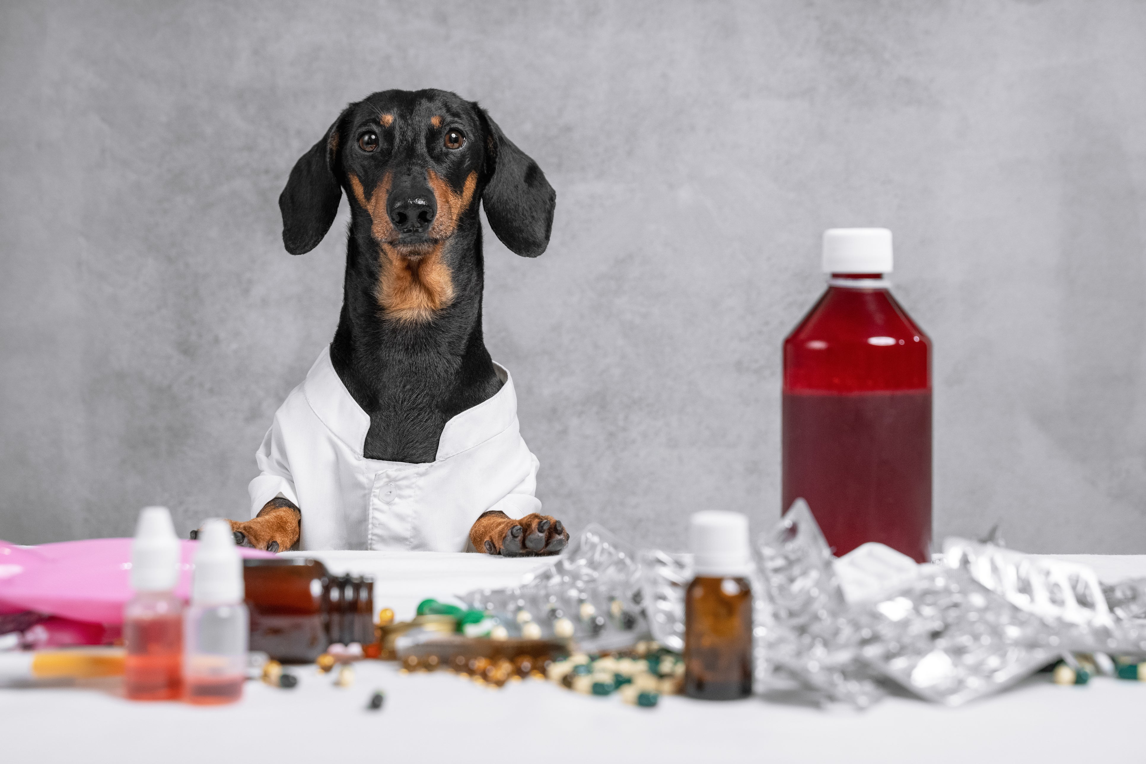 Checkliste für Hundeapotheke & Erste-Hilfe-Set
