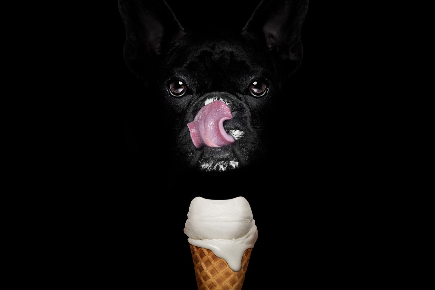Hundeeis selber machen – Diese 4 Rezepte wird Dein Hund lieben
