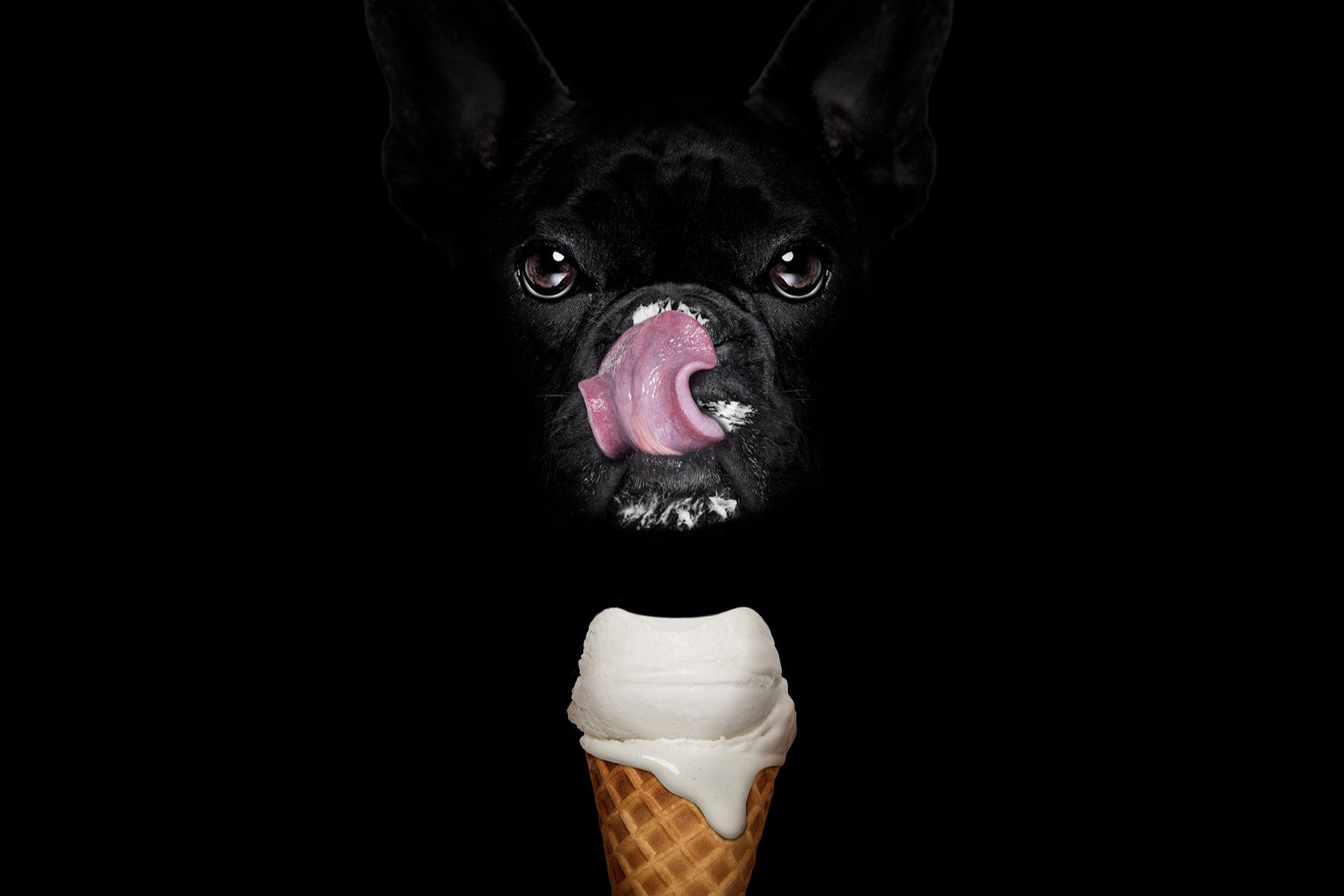 Hundeeis selber machen – Diese 4 Rezepte wird Dein Hund lieben