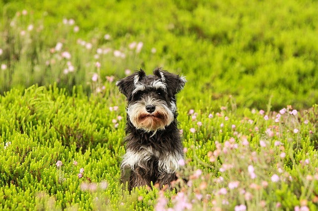 Gastbeitrag von Susanne Seuffert: Die Herbstgrasmilbe – einer der häufigsten Parasiten bei Hunden und Katzen