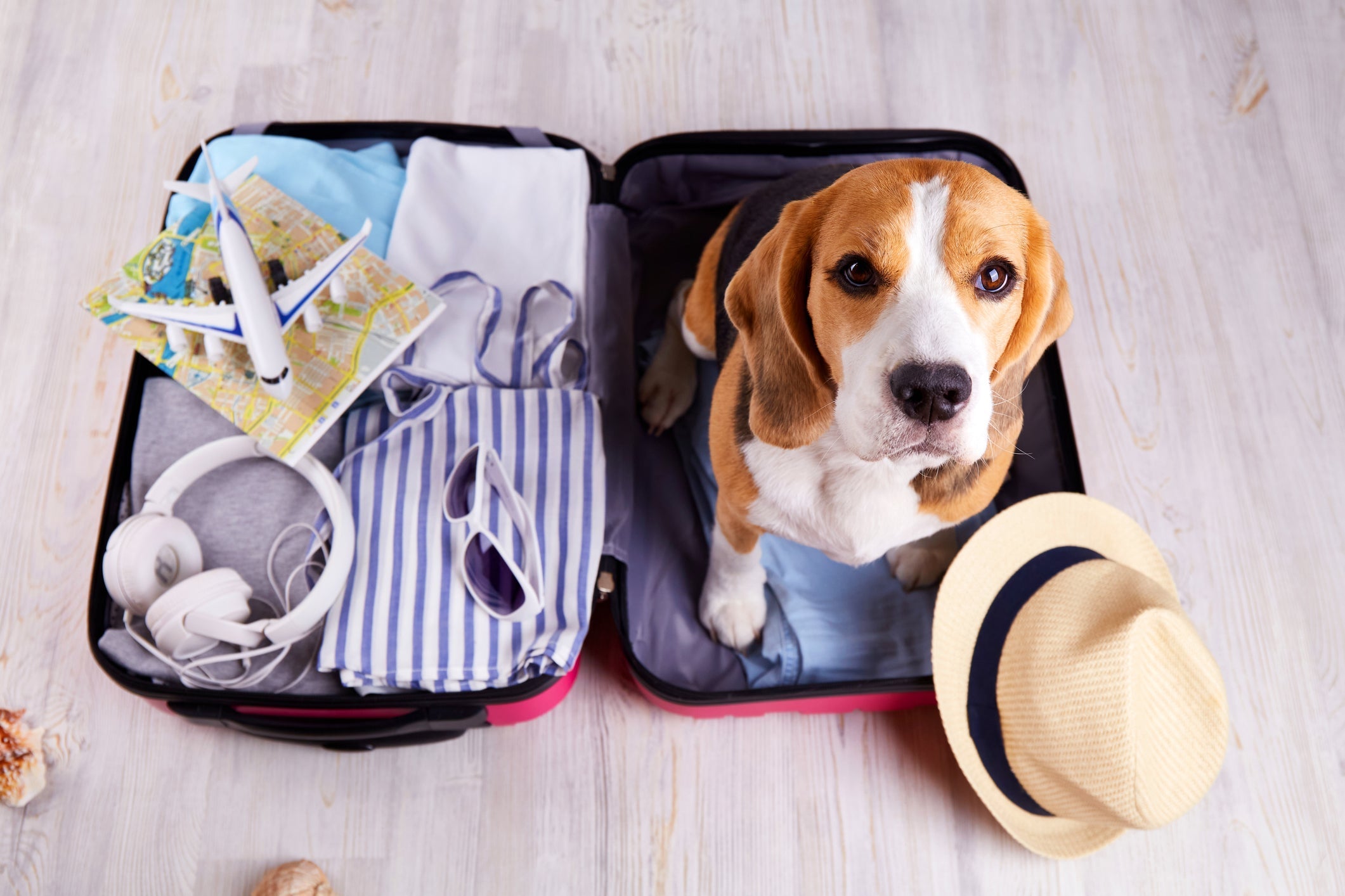 Die schönsten Reiseziele mit Hund in Deutschland und Europa