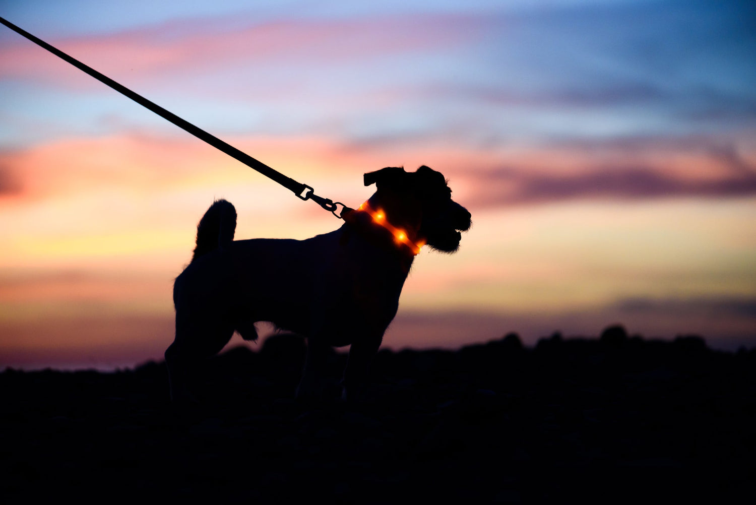 Sicher Gassi gehen im Herbst: 6 Tipps für Spaziergänge mit Deinem Hund