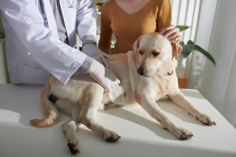 Giardien beim Hund: So schützt Du Deinen Vierbeiner