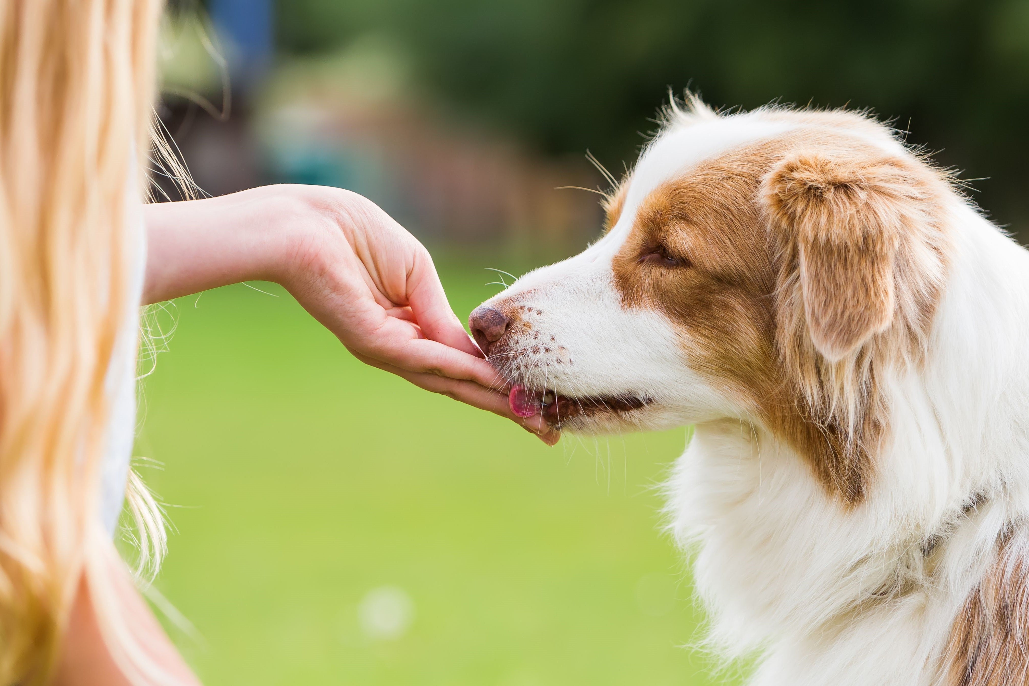 Stiftung Warentest: Viele Hundesnacks mangelhaft – welche Alternativen wirklich gesund sind