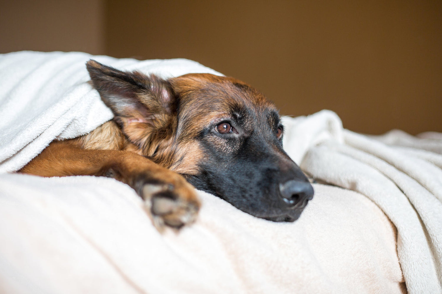Gastbeitrag von Susanne Seuffert: Alarmsignale bei Hunden und Katzen – Krankheiten frühzeitig erkennen