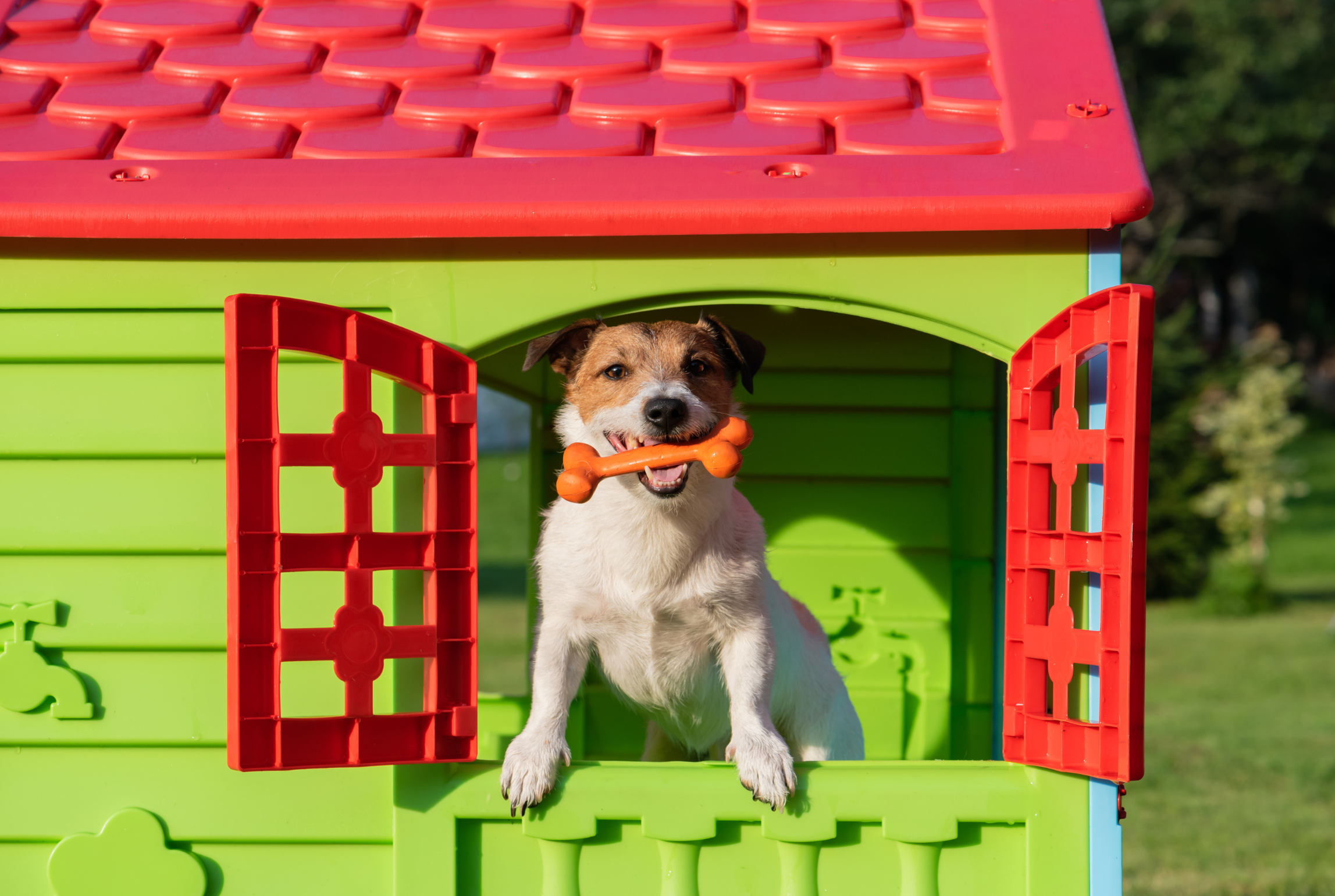 Mit Herz und Pfote: Die Neue Tierschutzhundeverordnung ab Januar